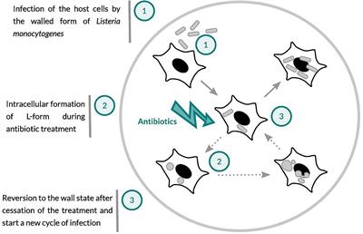 Ampicillin Treatment of Intracellular Listeria monocytogenes Triggers Formation of Persistent, Drug-Resistant L-Form Cells